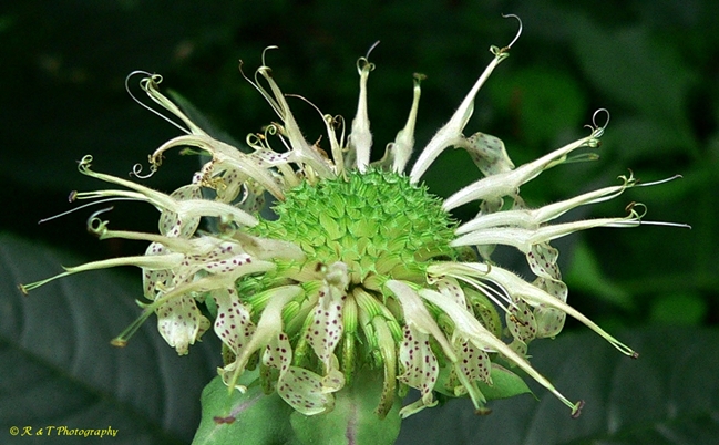 {Monarda clinopodia}